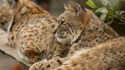 Cats | Gatorland | Orlando Florida Family Adventure Theme Park