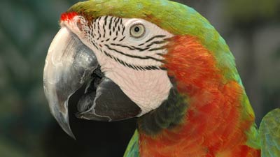 parrot társkereső iroda