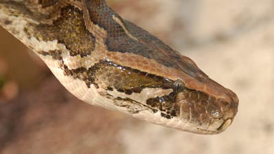 Snakes | Gatorland | Orlando Florida Family Adventure Theme Park