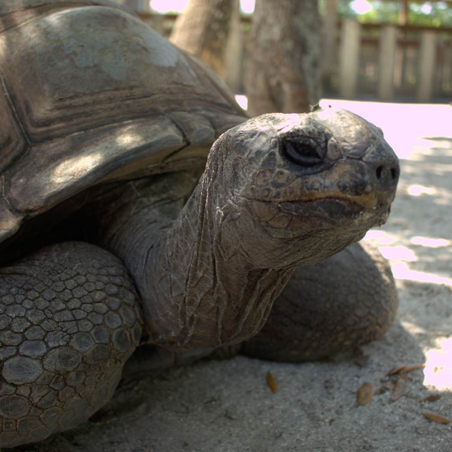 Tortoise | Gatorland | Orlando Florida Family Adventure Theme Park
