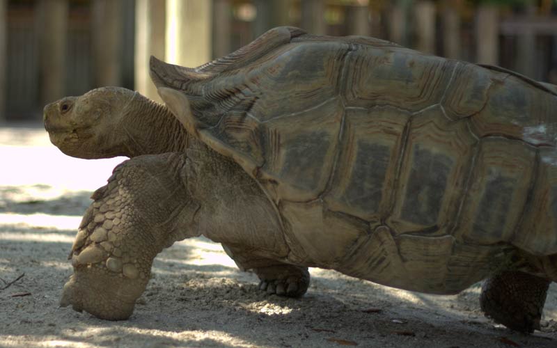 Tortoise | Gatorland | Orlando Florida Family Adventure Theme Park